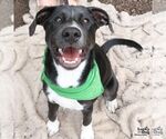 Small #6 Labrador Retriever Mix