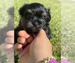 Small Photo #8 Maltipom Puppy For Sale in MIRA LOMA, CA, USA