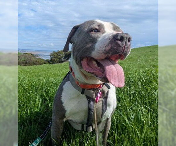 Medium Photo #2 Mutt Puppy For Sale in Martinez, CA, USA