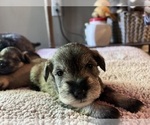 Small Photo #1 Schnauzer (Miniature) Puppy For Sale in TEMPLE, TX, USA
