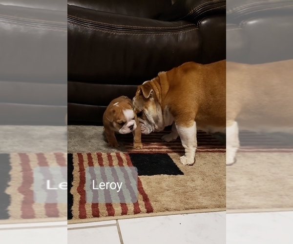 Medium Photo #7 Bulldog Puppy For Sale in GRIFFIN, GA, USA