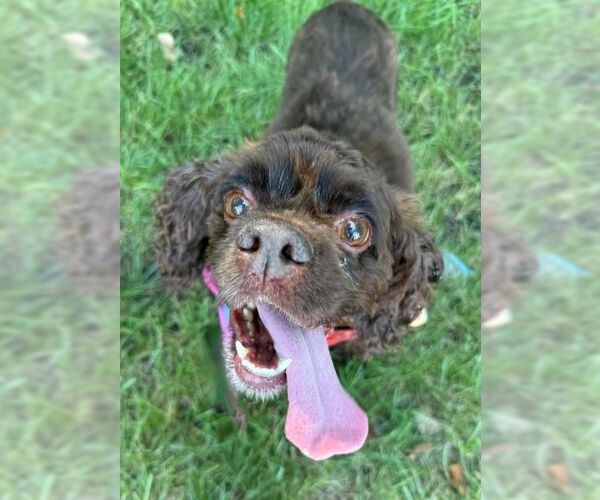 Medium Photo #3 Cocker Spaniel Puppy For Sale in Arlington, VA, USA