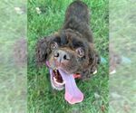 Small #2 Cocker Spaniel