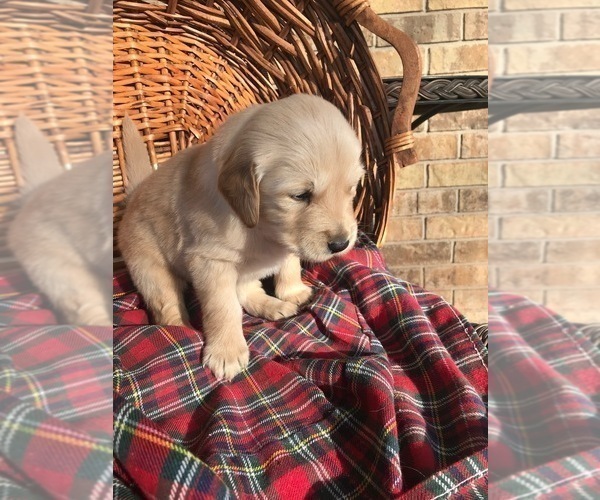 Medium Photo #1 Golden Retriever Puppy For Sale in PERKINS, OK, USA