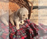Small Photo #1 Golden Retriever Puppy For Sale in PERKINS, OK, USA
