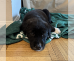 Small #4 Borador