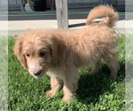 Small Photo #29 English Cream Golden Retriever-Poodle (Standard) Mix Puppy For Sale in DEARBORN, MO, USA