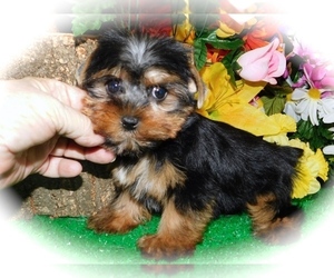 Yorkshire Terrier Puppy for sale in HAMMOND, IN, USA