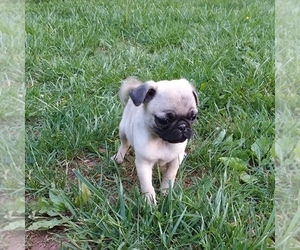 Medium Pug