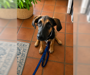 Buster - Male German Shepherd Dog-Great Dane Mix Dog for Adoption - Photo #3