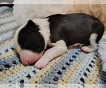 Small Photo #217 Border Collie Puppy For Sale in NORBORNE, MO, USA