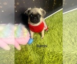 Small Photo #11 Pug Puppy For Sale in ARLINGTON, TX, USA