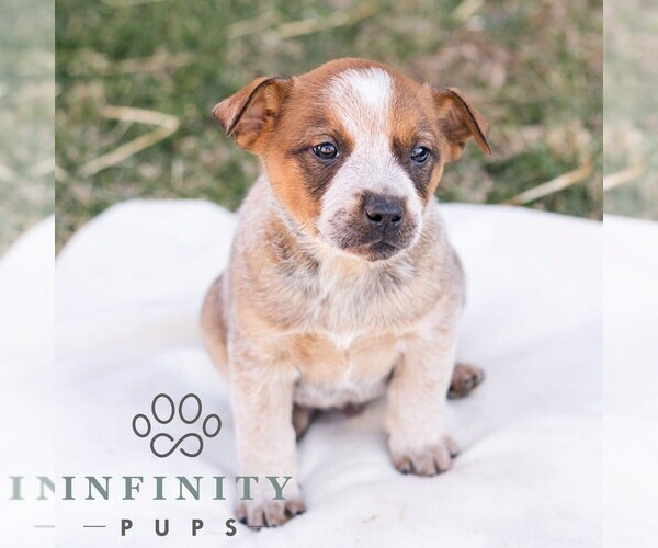 Medium Photo #3 Australian Cattle Dog Puppy For Sale in CHAMBERSBURG, PA, USA