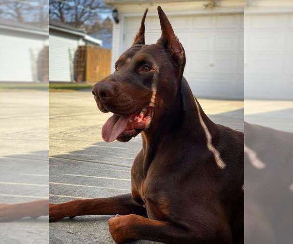 Medium Photo #108 Doberman Pinscher Puppy For Sale in FORT LAUDERDALE, FL, USA
