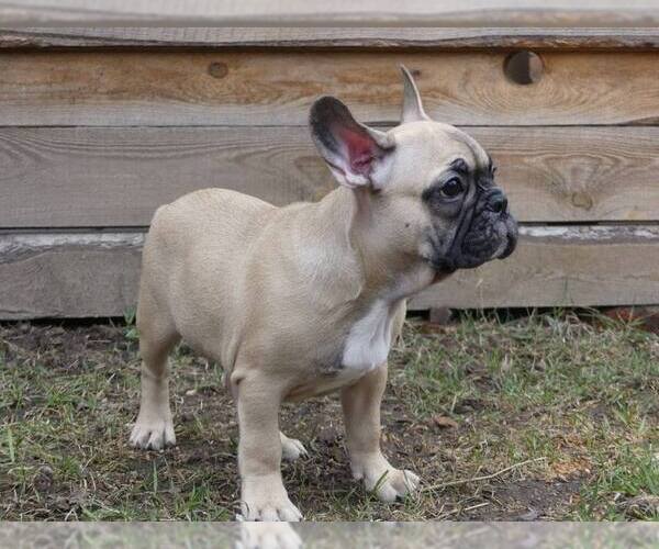 Medium Photo #6 French Bulldog Puppy For Sale in BROOKLYN, NY, USA