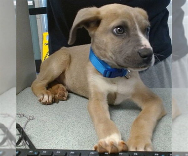 Medium Photo #1 Staffordshire Bull Terrier Puppy For Sale in Oklahoma City, OK, USA