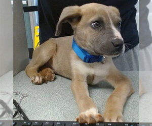 Staffordshire Bull Terrier Dogs for adoption in Oklahoma City, OK, USA