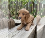 Puppy Bruce Goldendoodle