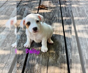 Jack Russell Terrier Puppy for sale in ABBEVILLE, SC, USA