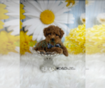 Small Photo #1 Poodle (Toy) Puppy For Sale in RIPLEY, MS, USA