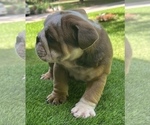 Small Photo #9 Bulldog Puppy For Sale in STOCKBRIDGE, GA, USA
