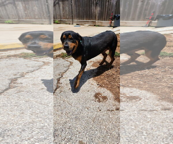 Medium Photo #11 Rottweiler-Unknown Mix Puppy For Sale in Houston, TX, USA