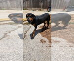 Small #10 Rottweiler Mix