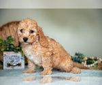Small Photo #14 Cavapoo Puppy For Sale in DUNDEE, OH, USA