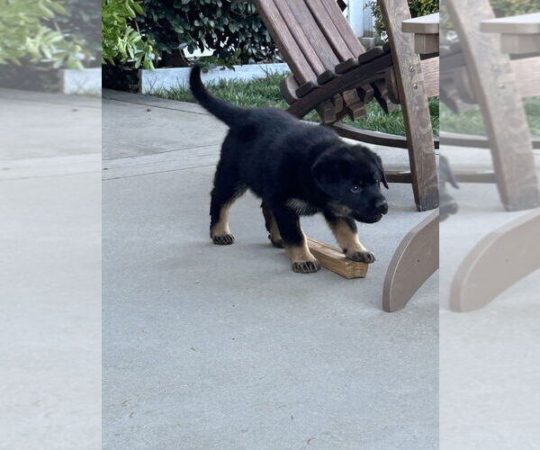 Medium Photo #2 German Shepherd Dog-Unknown Mix Puppy For Sale in West Sacramento, CA, USA