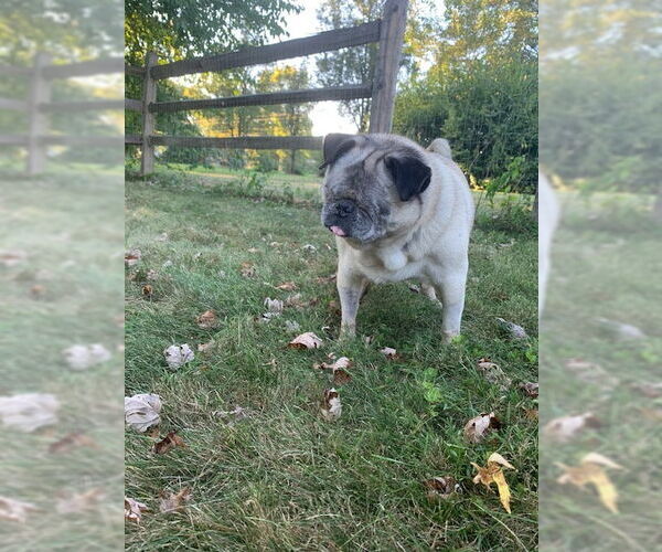Medium Photo #7 Pug Puppy For Sale in Indianapolis, IN, USA