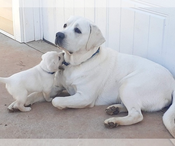 Medium Photo #2 Labrador Retriever Puppy For Sale in GOODE, VA, USA
