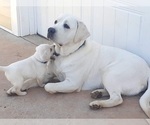 Small Photo #2 Labrador Retriever Puppy For Sale in GOODE, VA, USA