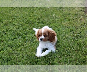Cavalier King Charles Spaniel Puppy for sale in PLYMOUTH, IN, USA