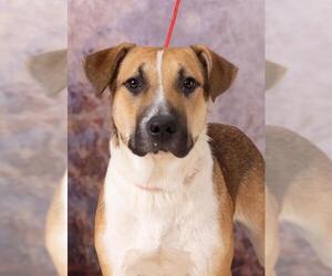 Catahoula Leopard Dog-Labrador Retriever Mix Dogs for adoption in Olathe, KS, USA