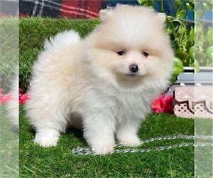 Pomeranian Puppy for sale in TAMPA, FL, USA