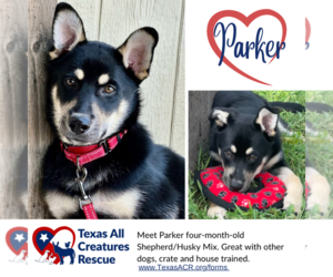Siberian Husky-Unknown Mix Dogs for adoption in Lillian, TX, USA