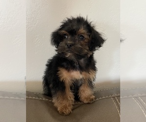 Maltese-Shiffon Mix Puppy for sale in STERLING HEIGHTS, MI, USA