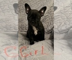 Small Photo #7 Faux Frenchbo Bulldog Puppy For Sale in GREENEVILLE, TN, USA