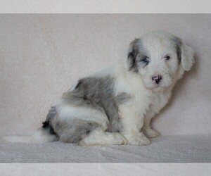 Old English Sheepdog-Poodle (Miniature) Mix Puppy for sale in FREDERICKSBG, OH, USA