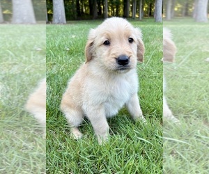 Golden Retriever Puppy for Sale in FAIR HAVEN, Michigan USA
