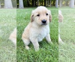 Small Golden Retriever