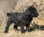 Small Photo #2 Labradoodle Puppy For Sale in ELLENBORO, NC, USA