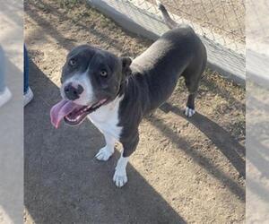 American Pit Bull Terrier Dogs for adoption in Bakersfield, CA, USA