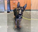 Small German Shepherd Dog