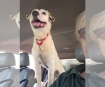 Small #20 English Setter-Labrador Retriever Mix