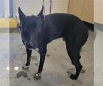 A887856 - Male German Shepherd Dog-Unknown Mix Dog for Adoption - Small photo