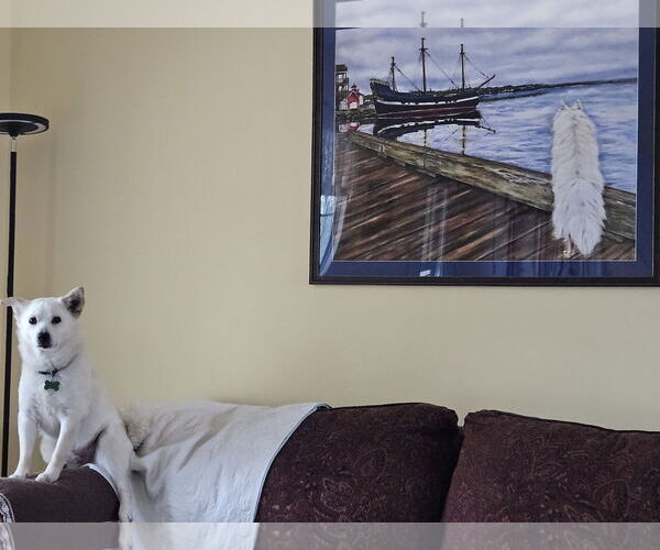 Medium Photo #4 American Eskimo Dog-Chow Chow Mix Puppy For Sale in Pikesville, MD, USA