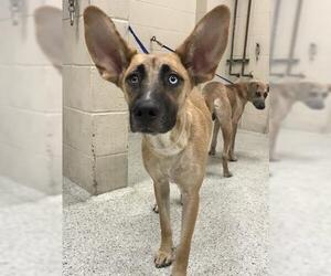 German Shepherd Dog Dogs for adoption in Conroe, TX, USA
