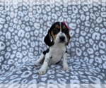 Small #3 Beagle