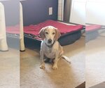 Small Photo #1 Beagle Puppy For Sale in Richmond, VA, USA